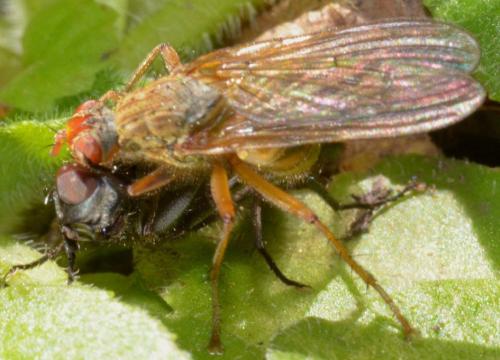 Scathophaga sp.